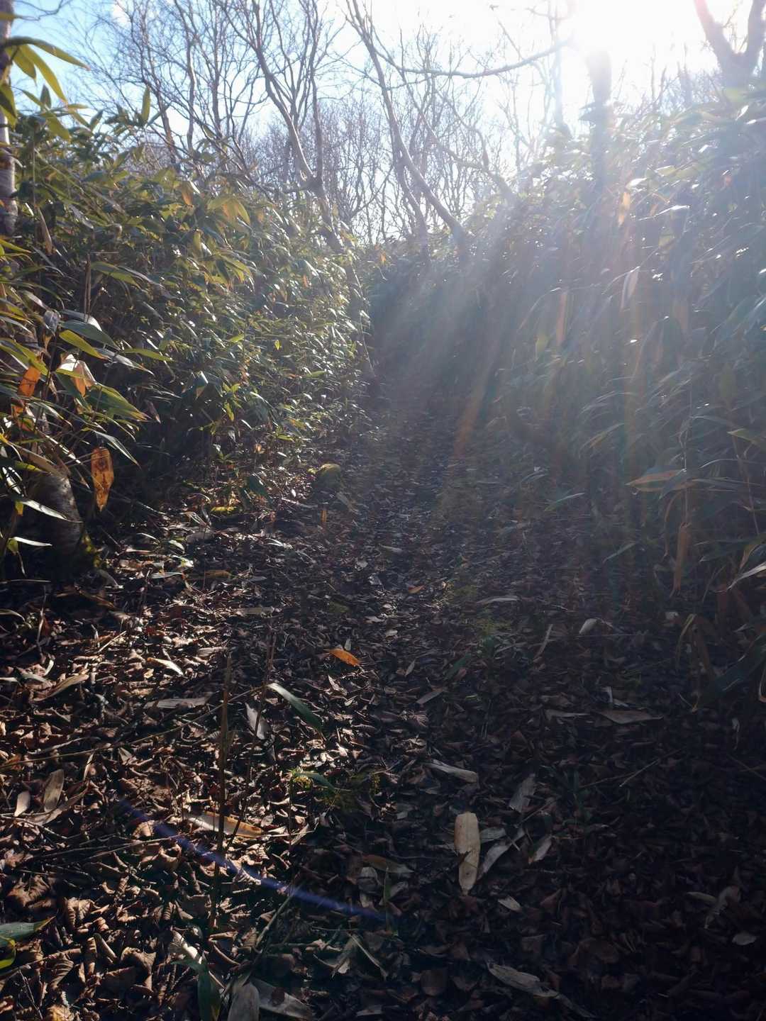午前中に鷲別岳だったので
化物山は足に優しい🤗