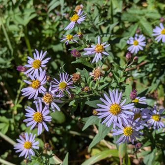 ノコンギク　野紺菊　が山頂に咲いてました。