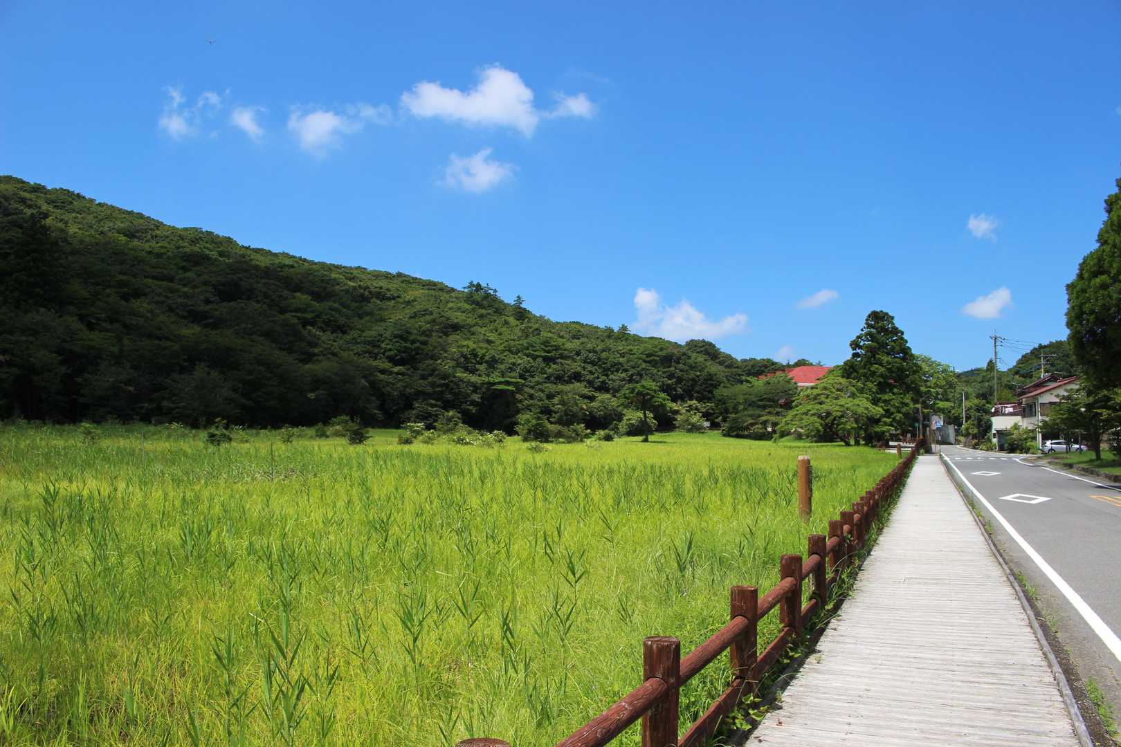 夏の原生沼はギボウシ祭り
