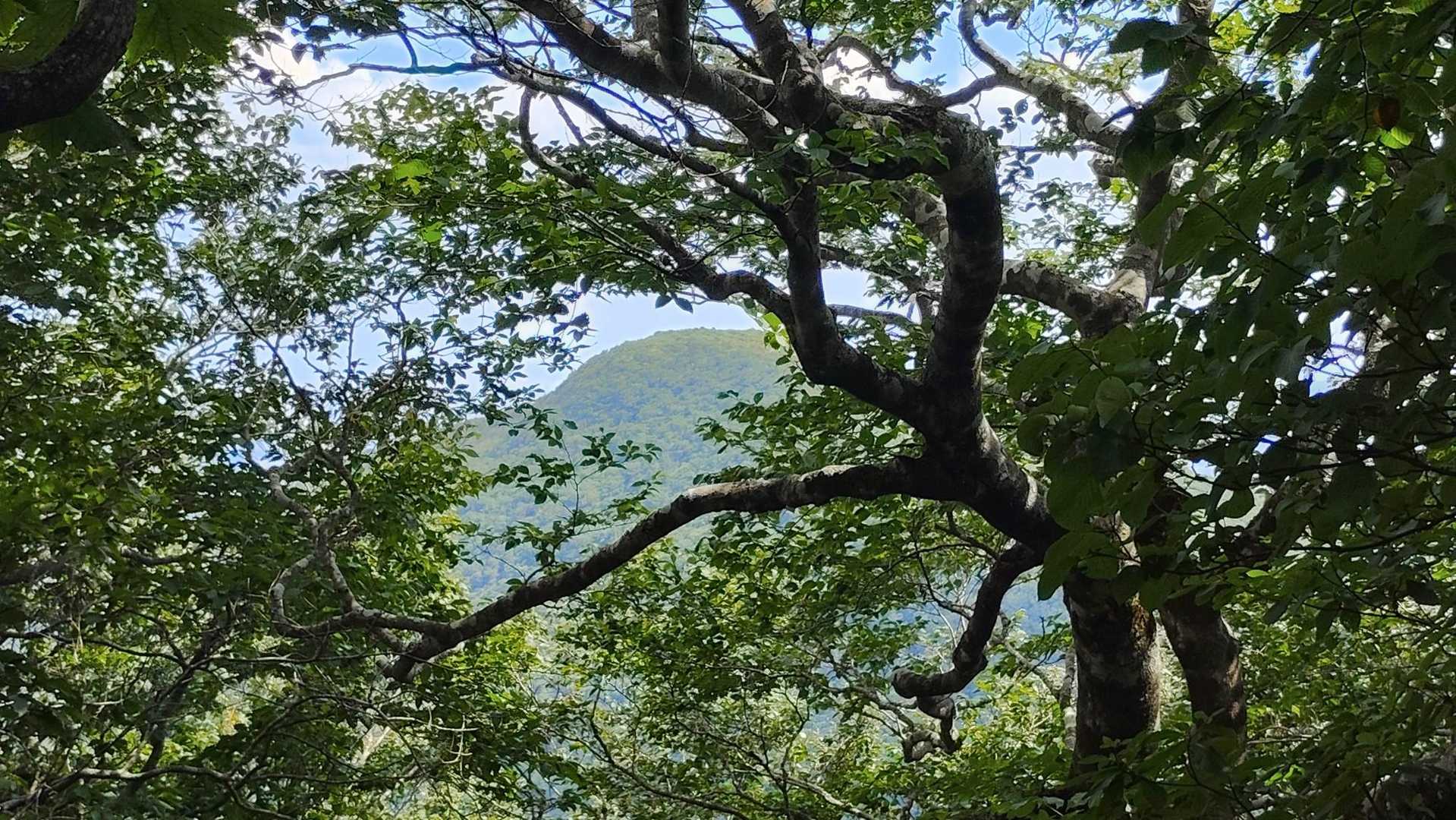 北泉ヶ岳眺望ポイントからの泉ヶ岳！