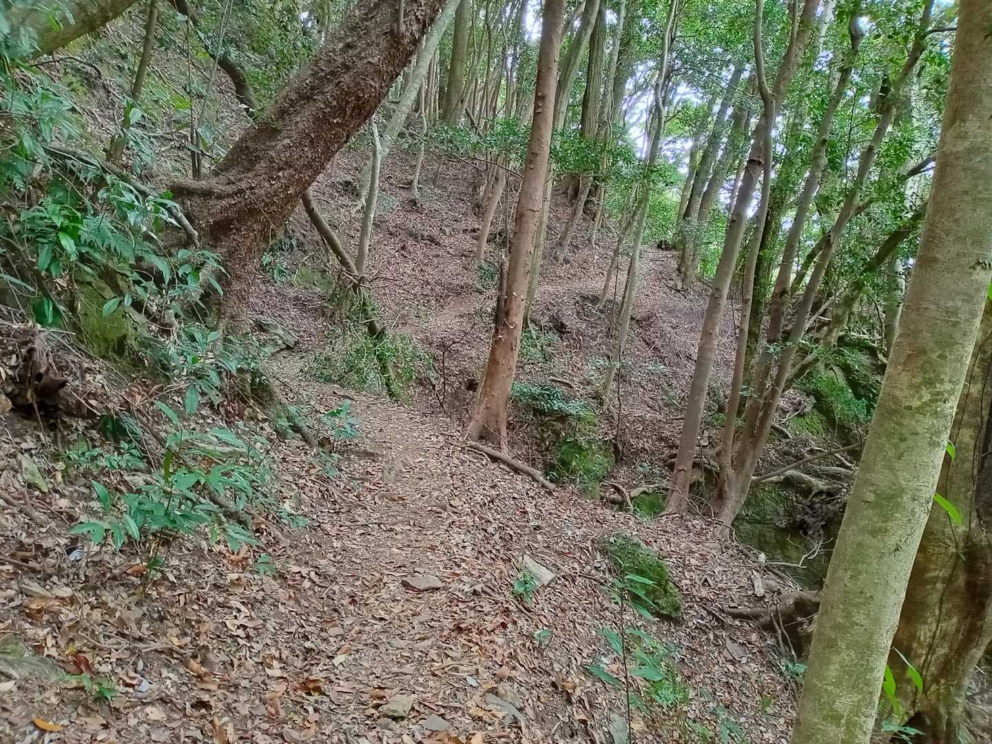 これは理想のルンルン道♪　ではないか！　紳士は喜ぶ。