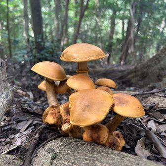 🍄‍🟫