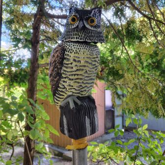 フクロウ🦉ちゃん…ただいま
