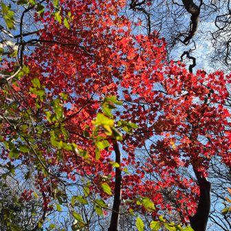 この鮮やかさ！🍁🍁