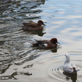鶴岡八幡宮の水鳥　ヒドリガモとユリカモメ🦆
ご覧いただきありがとうございました