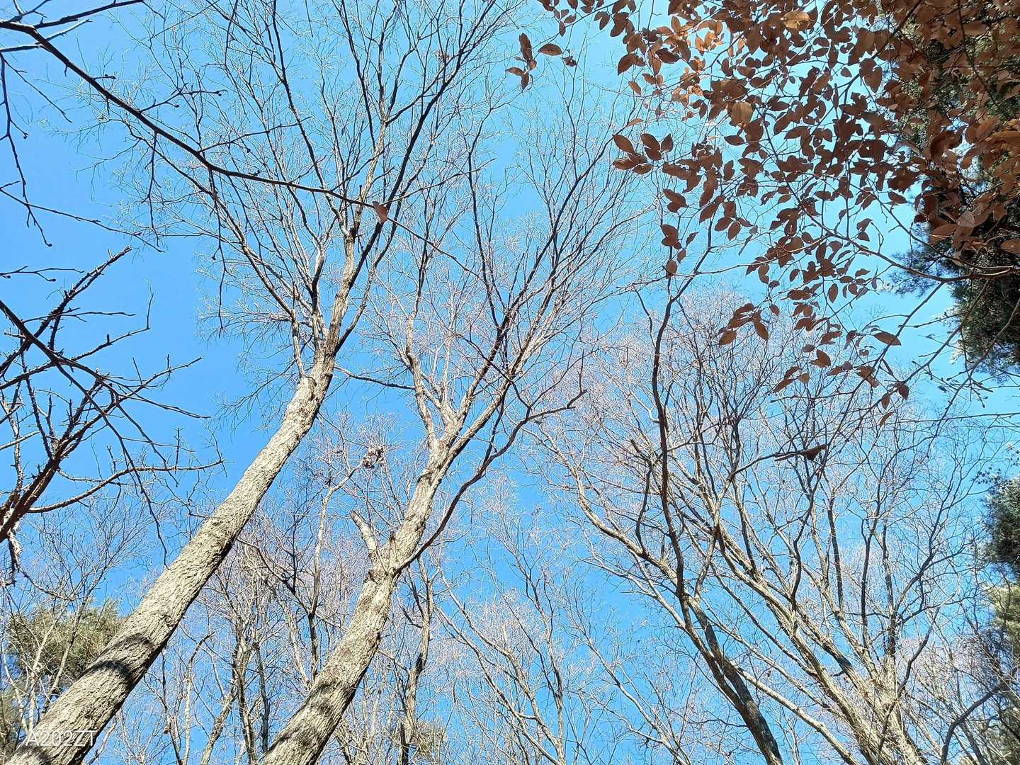 晴れた冬の木々も素敵ですぅ～
