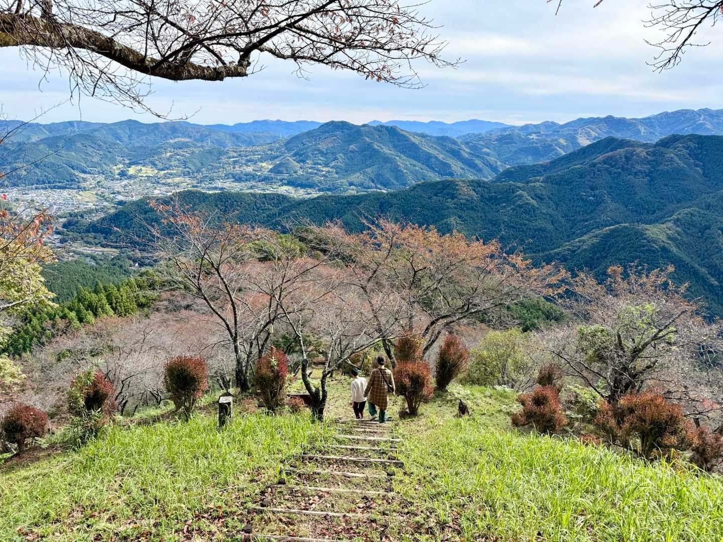 桜山 往復コースの写真