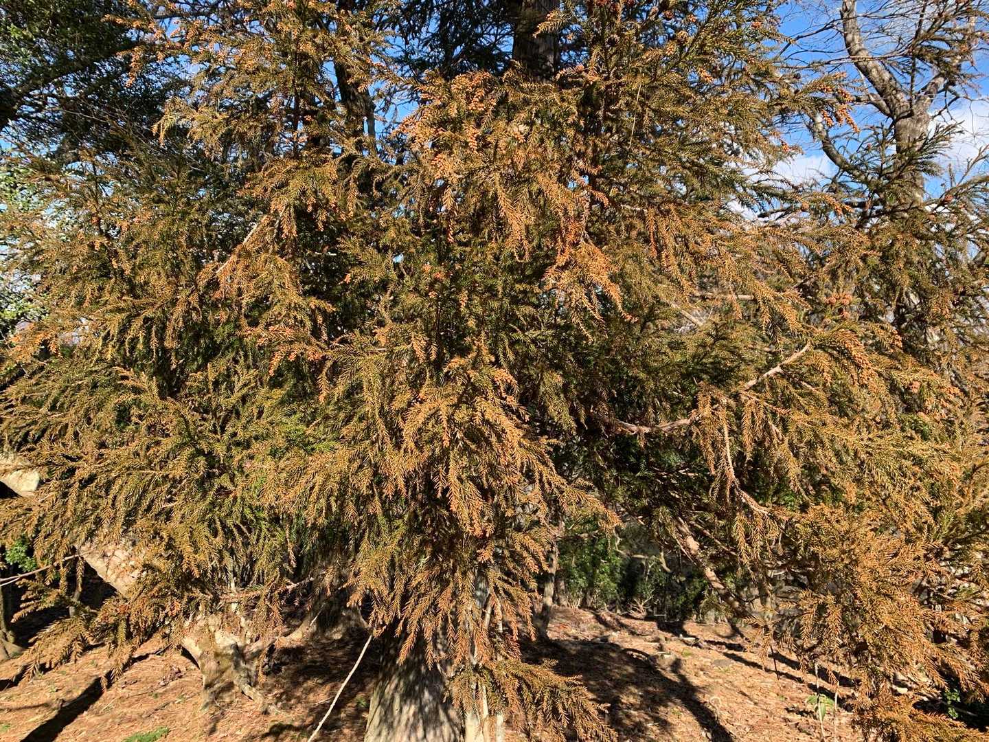 これが私には恐怖😱花粉症の薬💊飲んできたけど😓