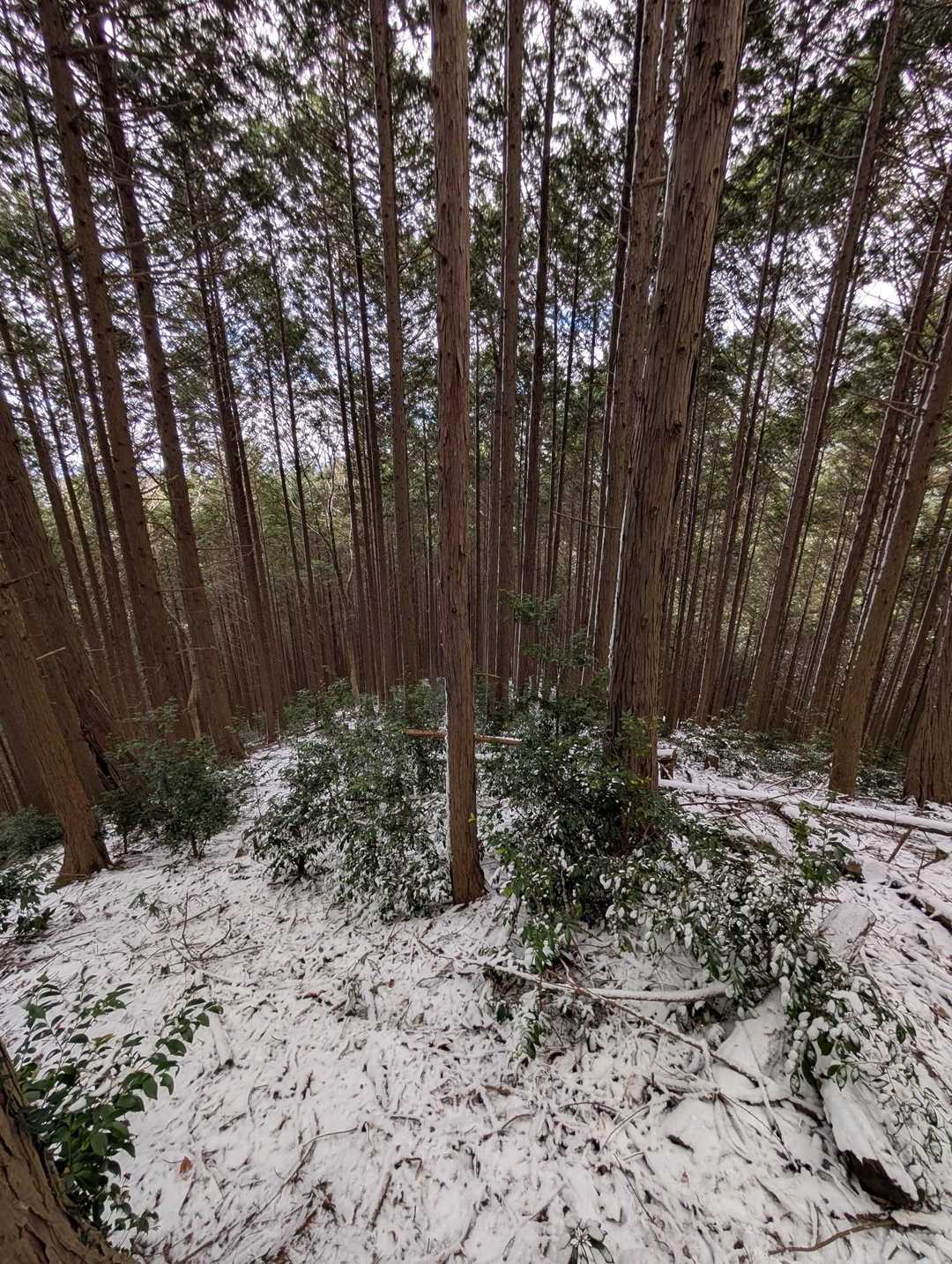 権現山 往復コースの写真