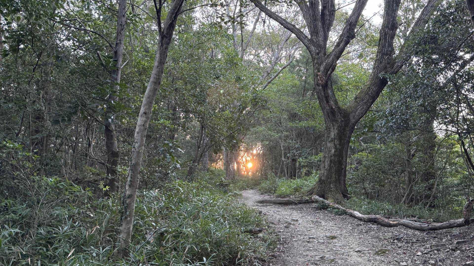 龍ノ口八幡宮-龍ノ口山 縦走コースの写真