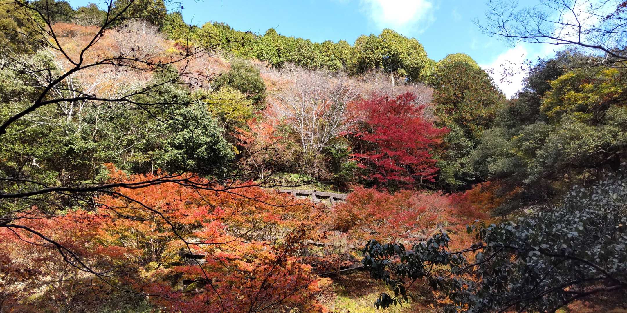 清滝川沿いの紅葉🍁