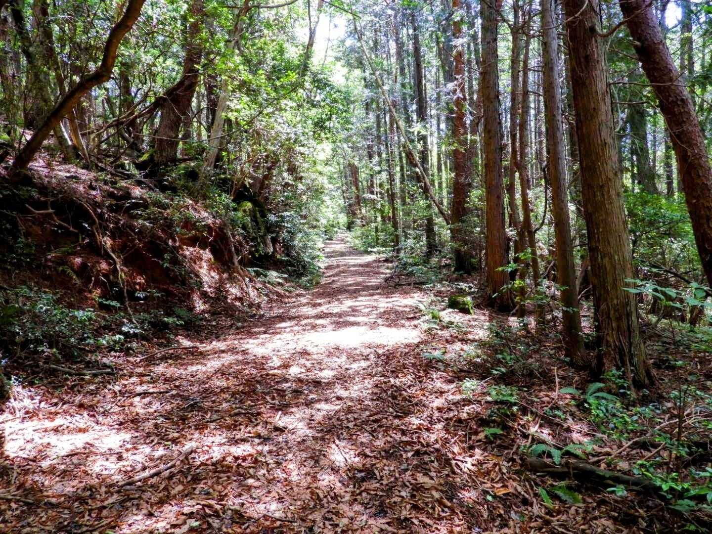 ほぼ林道歩きかな
日陰で助かるわぁ〜😅