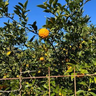 水尾は柚子の香りがします