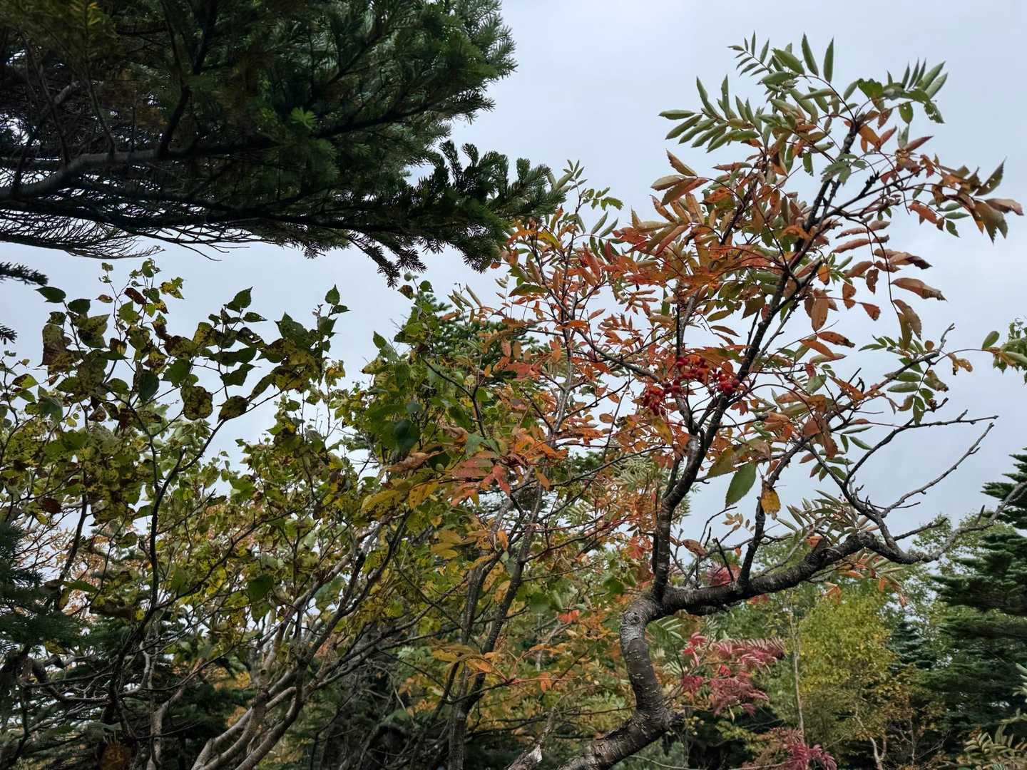 おっ紅葉🍁