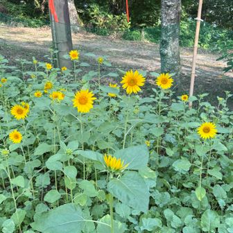 🌻夏だねぇ🌻