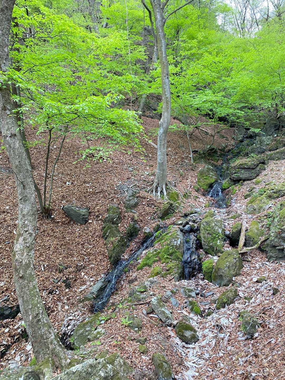 烏帽子岳登山口-烏帽子岳 往復コースの写真