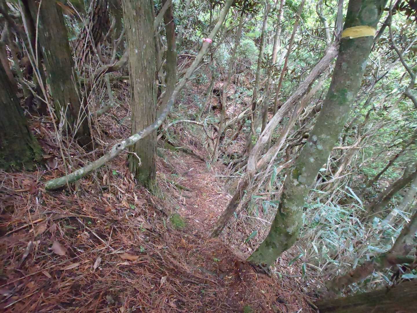 かなり急登ですよぉ〜‼️