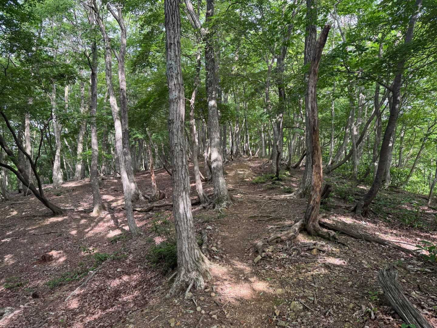 小津権現山登山口-高屋山-小津権現山 往復コースの写真