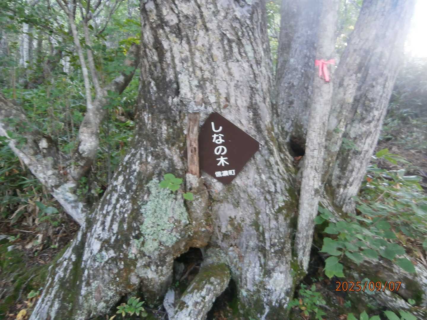 名前の由来は信濃から来ているようです