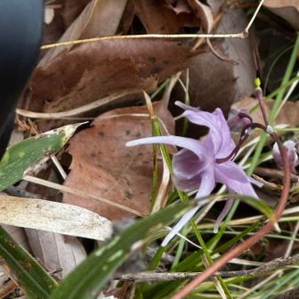 足元にイカリソウが💕