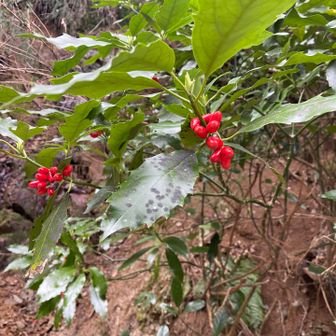 アオキが綺麗です