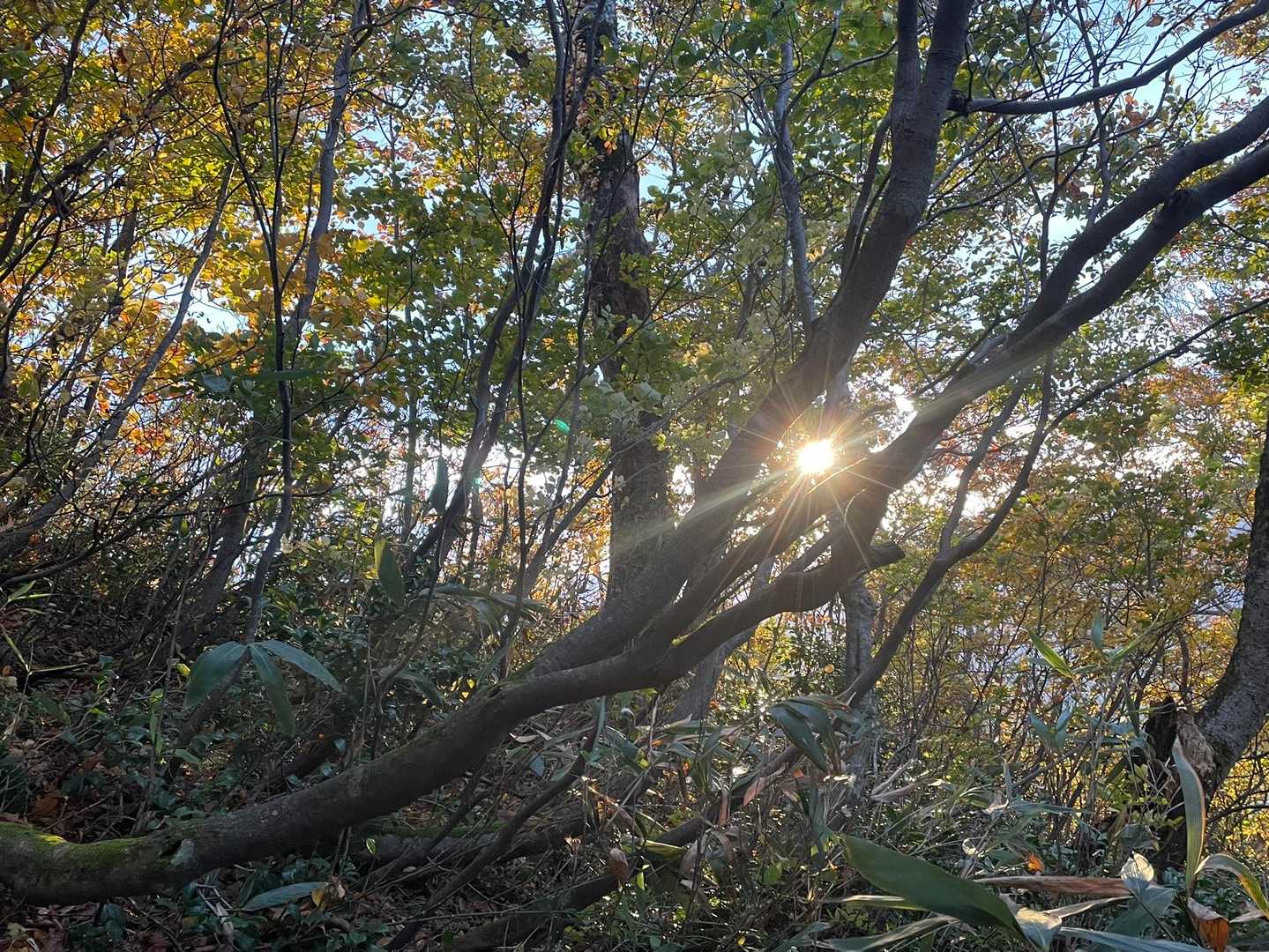浅草岳六十里登山口-六十里越-マイクロ中継局-南岳 往復コースの写真