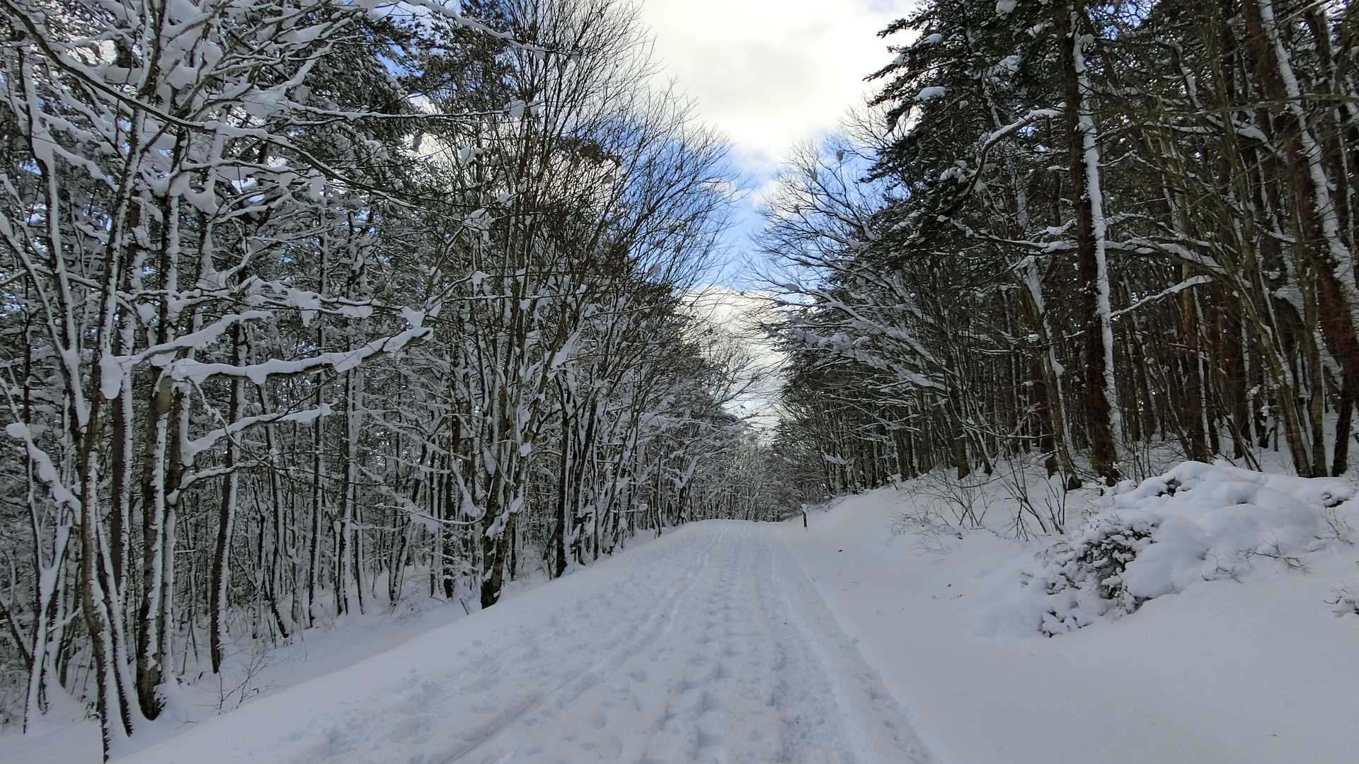 もうすぐ駐車場。トレースにスキーの跡がある！わりと跡は新しめだけど・・・きょうも練習に？まさかですよね😅