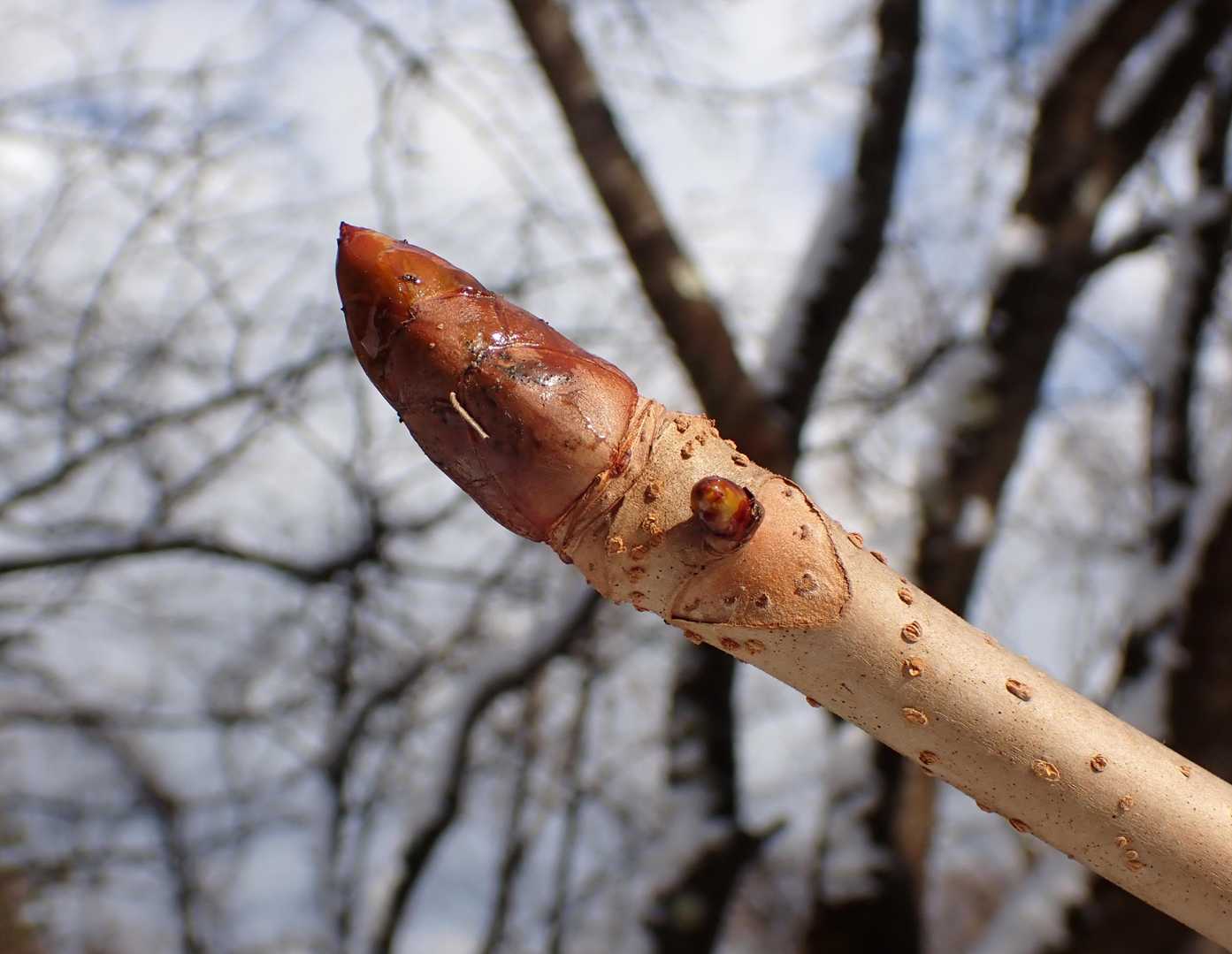 これはよく見かけるトチノキ