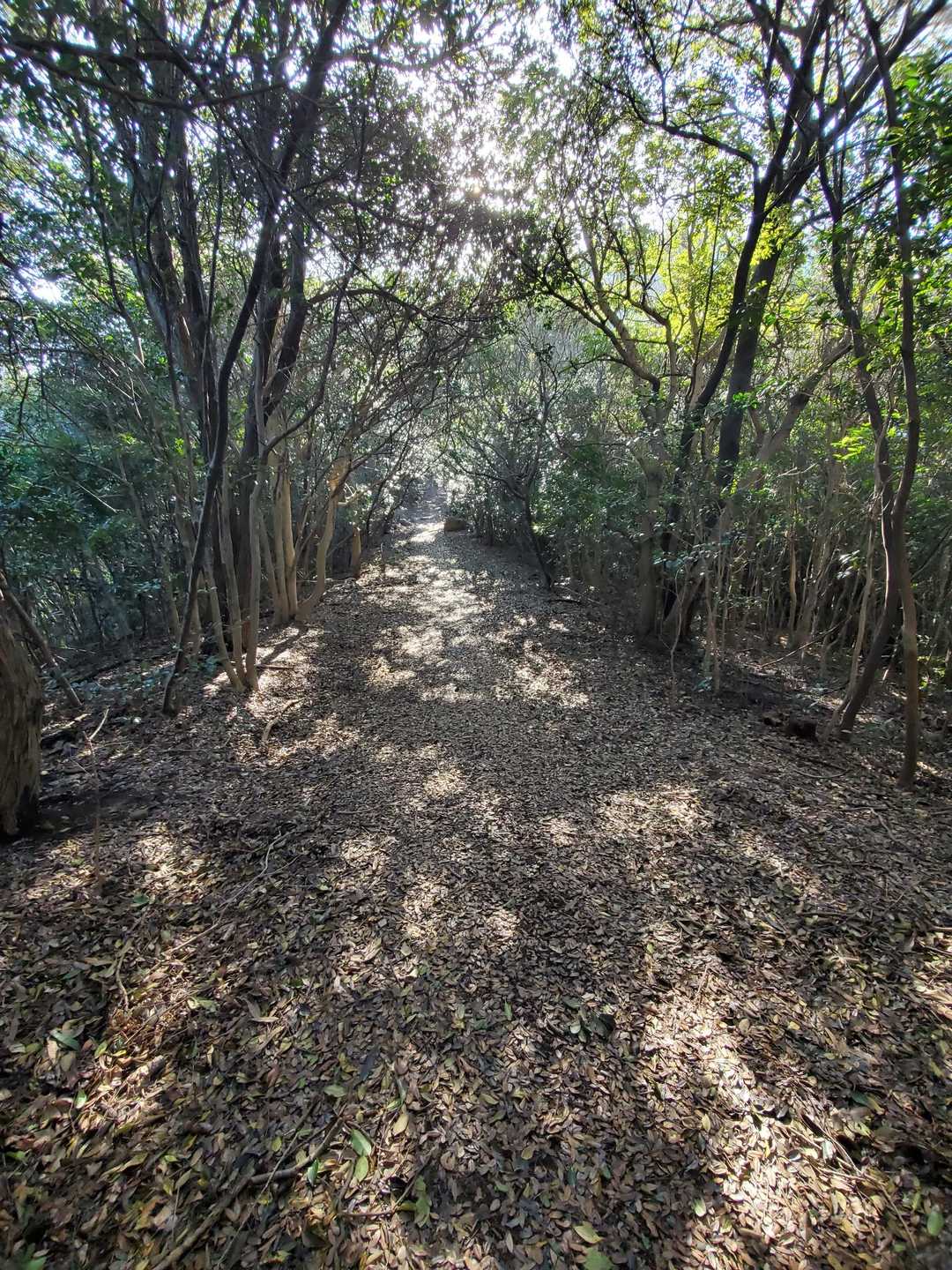 ここから大弥山までは少し下ってからの登り返し😰ただ標高は低いので問題なし👍