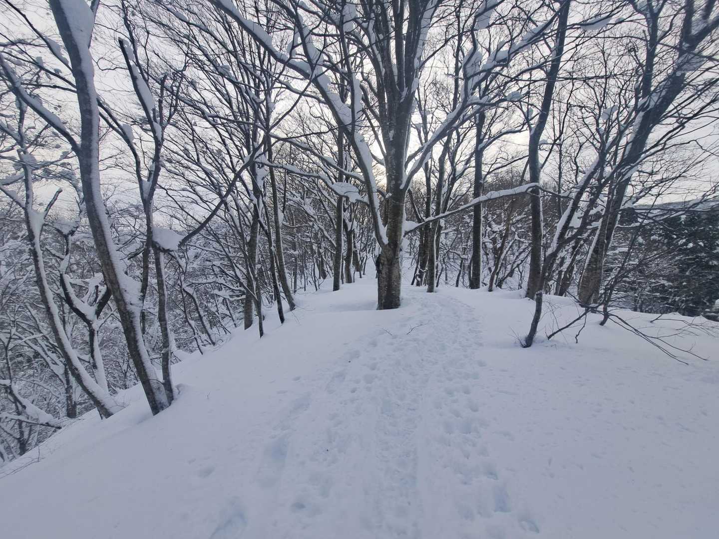 雪がサラサラで歩きやすいがトレースを少しでも外すと踏み抜くようなる。