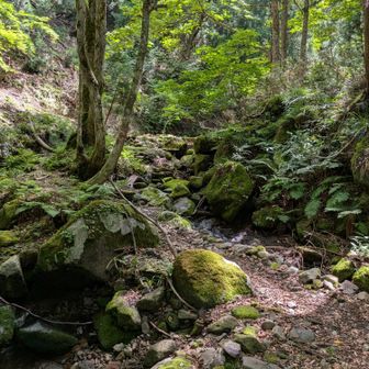 いきなり苔むしは珍しい