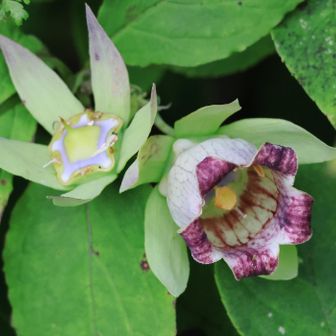 最後にツルニンジンです。
今回も沢山の花々に出合えました。
帰りは「ゆぅわ~くはうす」♨️で汗を流して無事に帰宅しました。
御覧いただきありがとうございます🙇‍♂️
おしまい🤗
