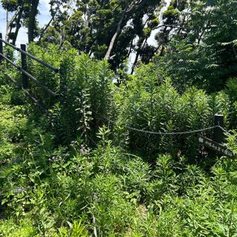 草を踏み倒しながら中央突破