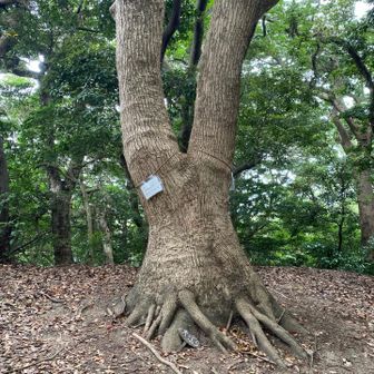 悩ましい足元。🦵
