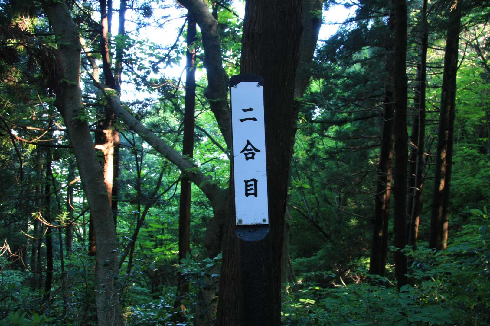これより上
アカショウビンの囀りを聞きながらのぼりました。