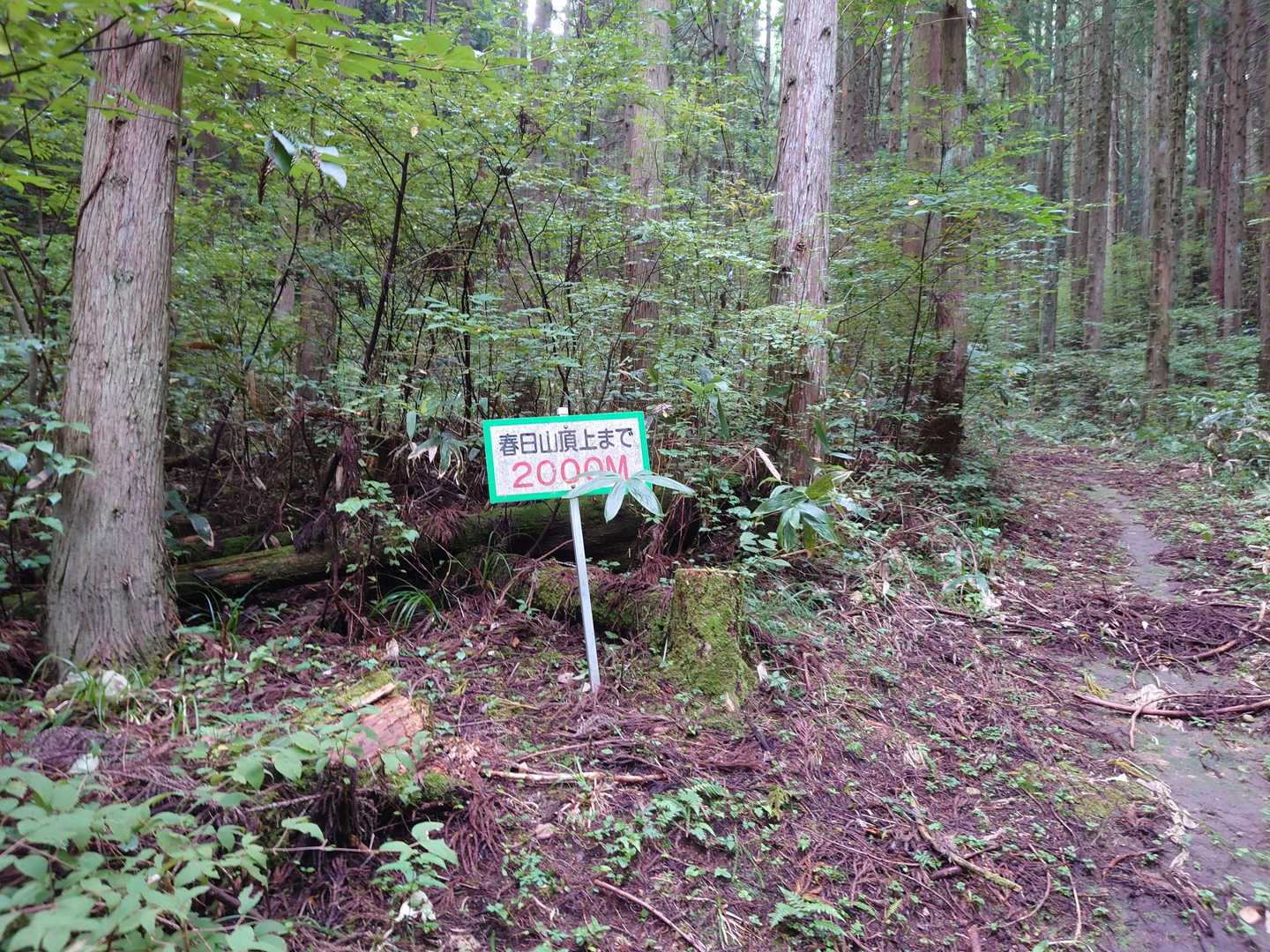 春日山 往復コースの写真