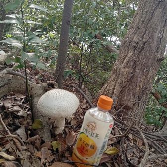 今年は雨が多かったから、山のキノコがデカい。比較で置いたので、捨てた訳ではありません。