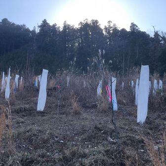 きらぼしの森
何の苗木だろ？