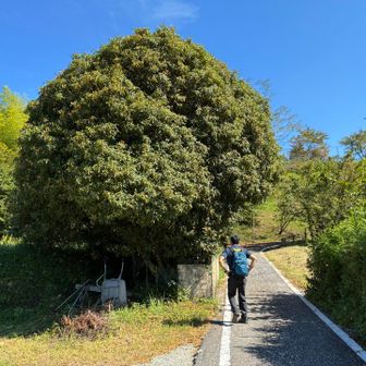 大きなキンモクセイの木🌳