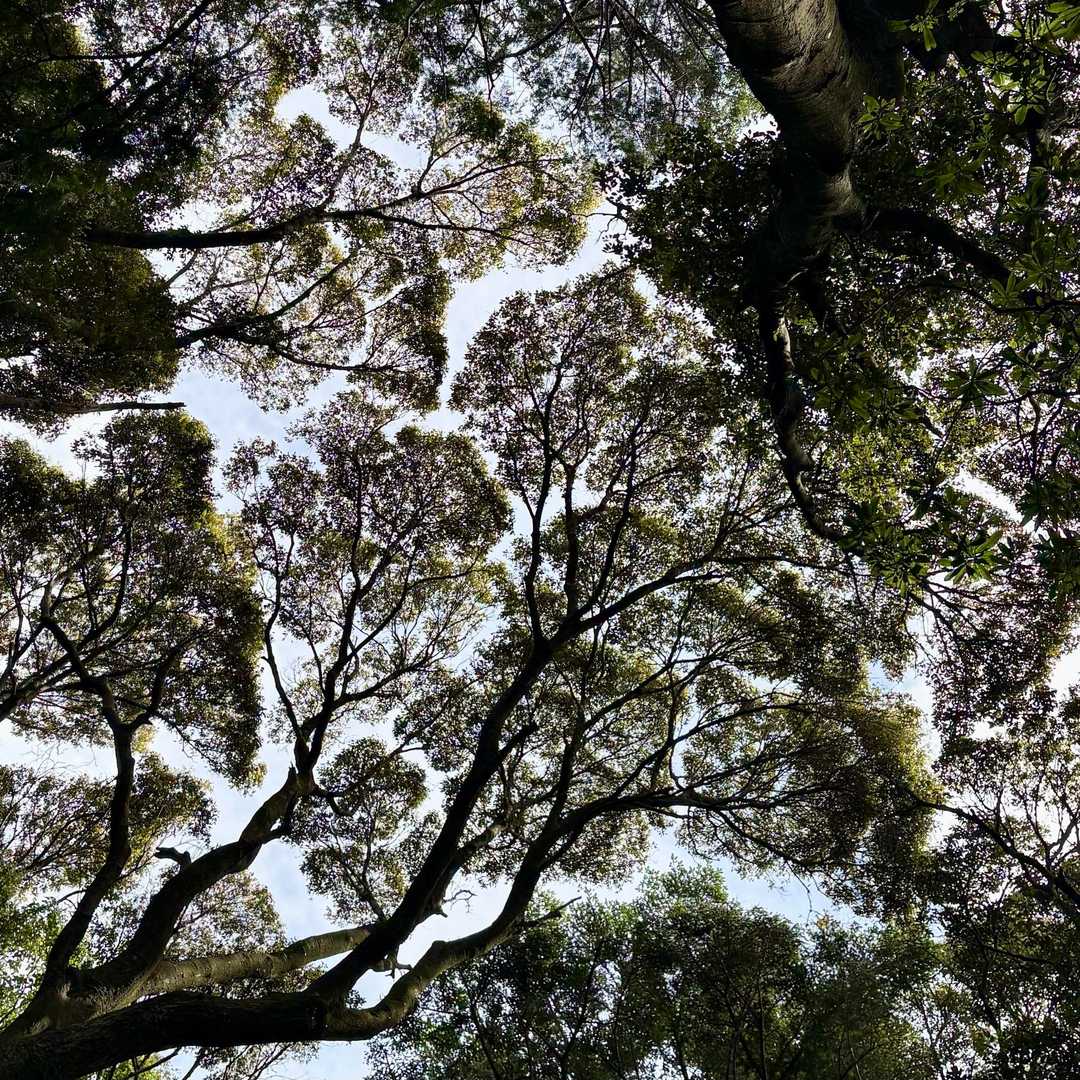 矢倉山 往復コースの写真