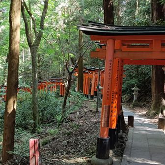 山頂を越えた奥の方は鳥居が少ない分、木々の緑がよく見える。