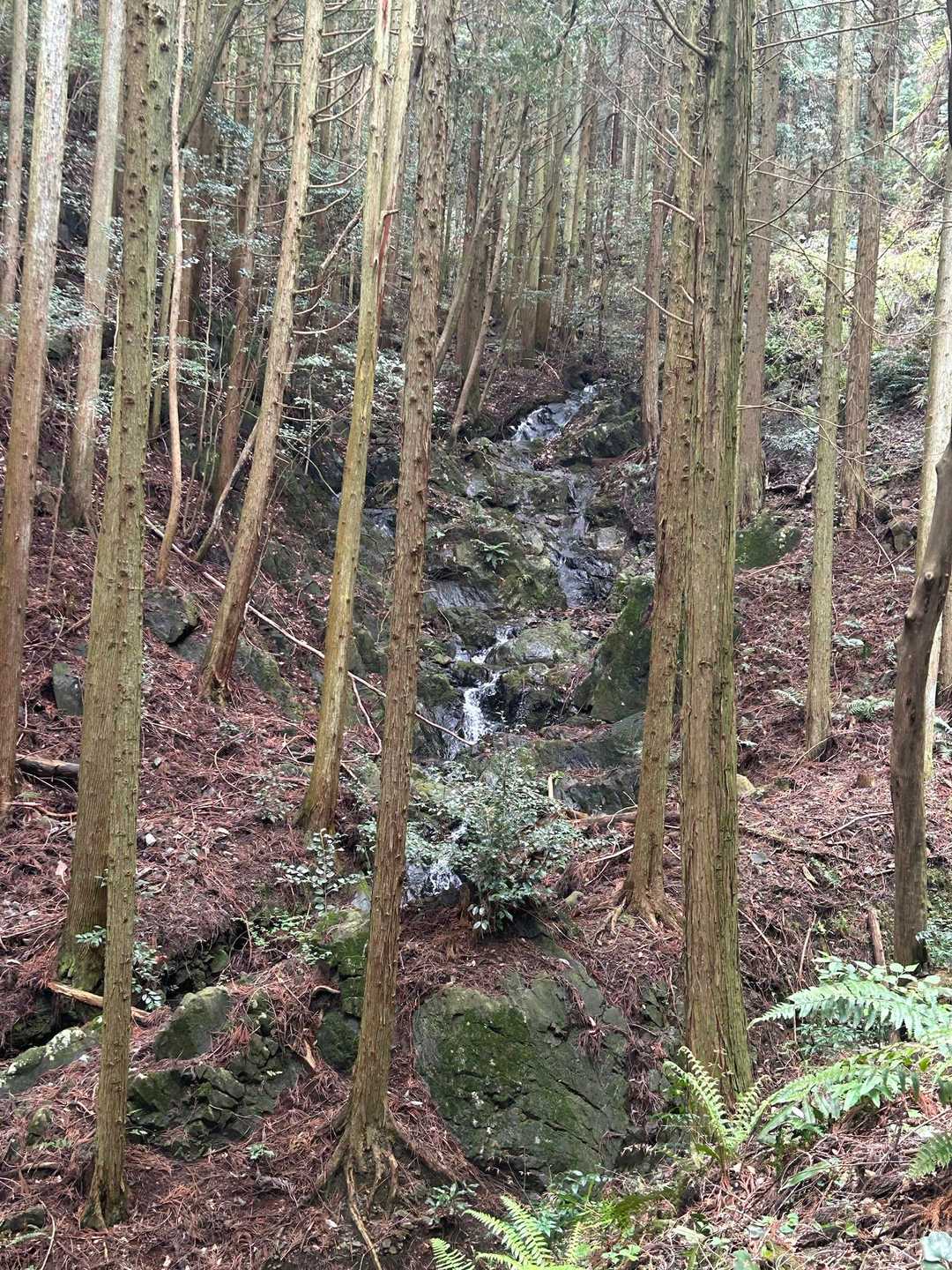 沢ですね