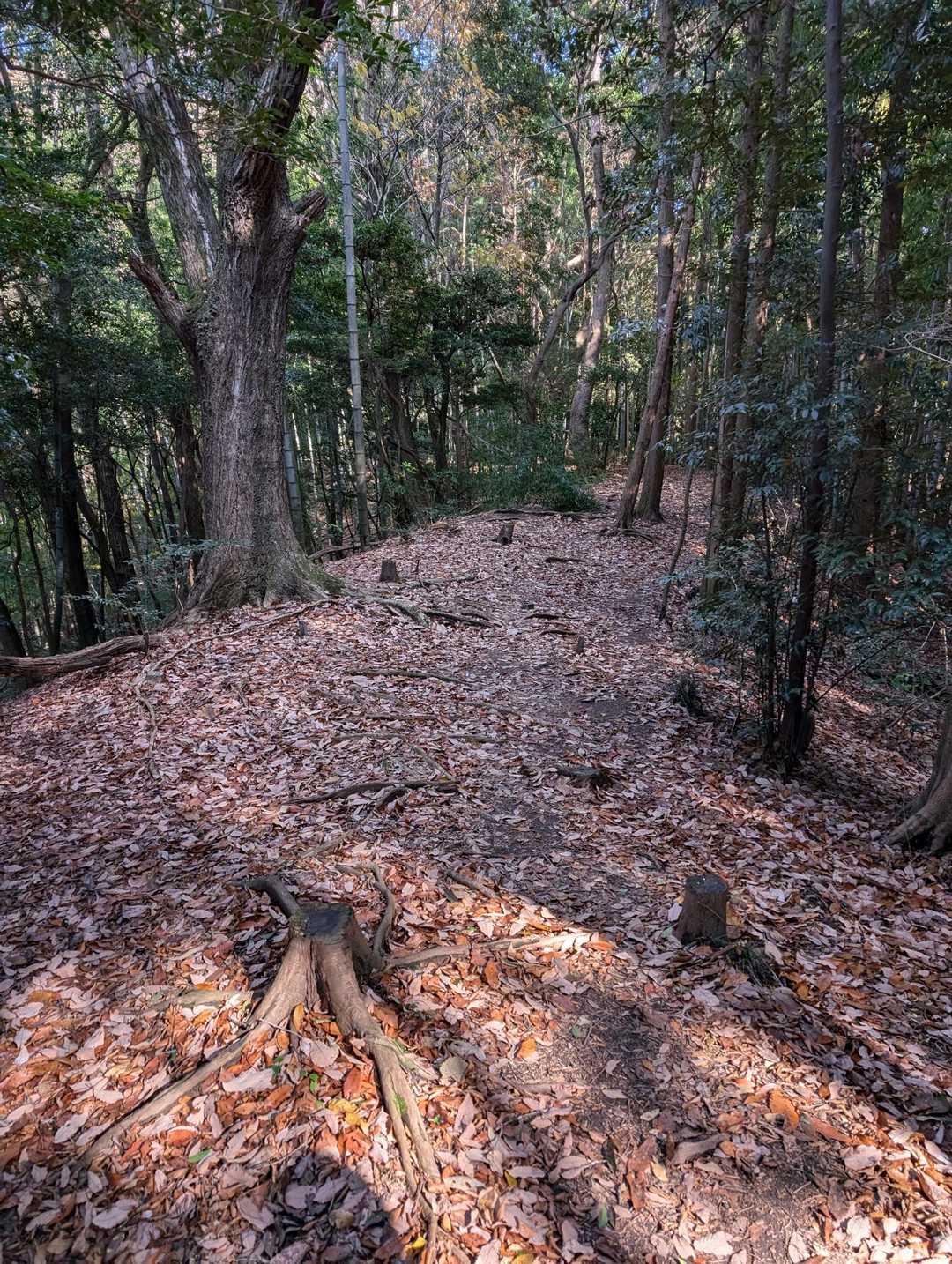 しばらく歩きやすい道が続きます