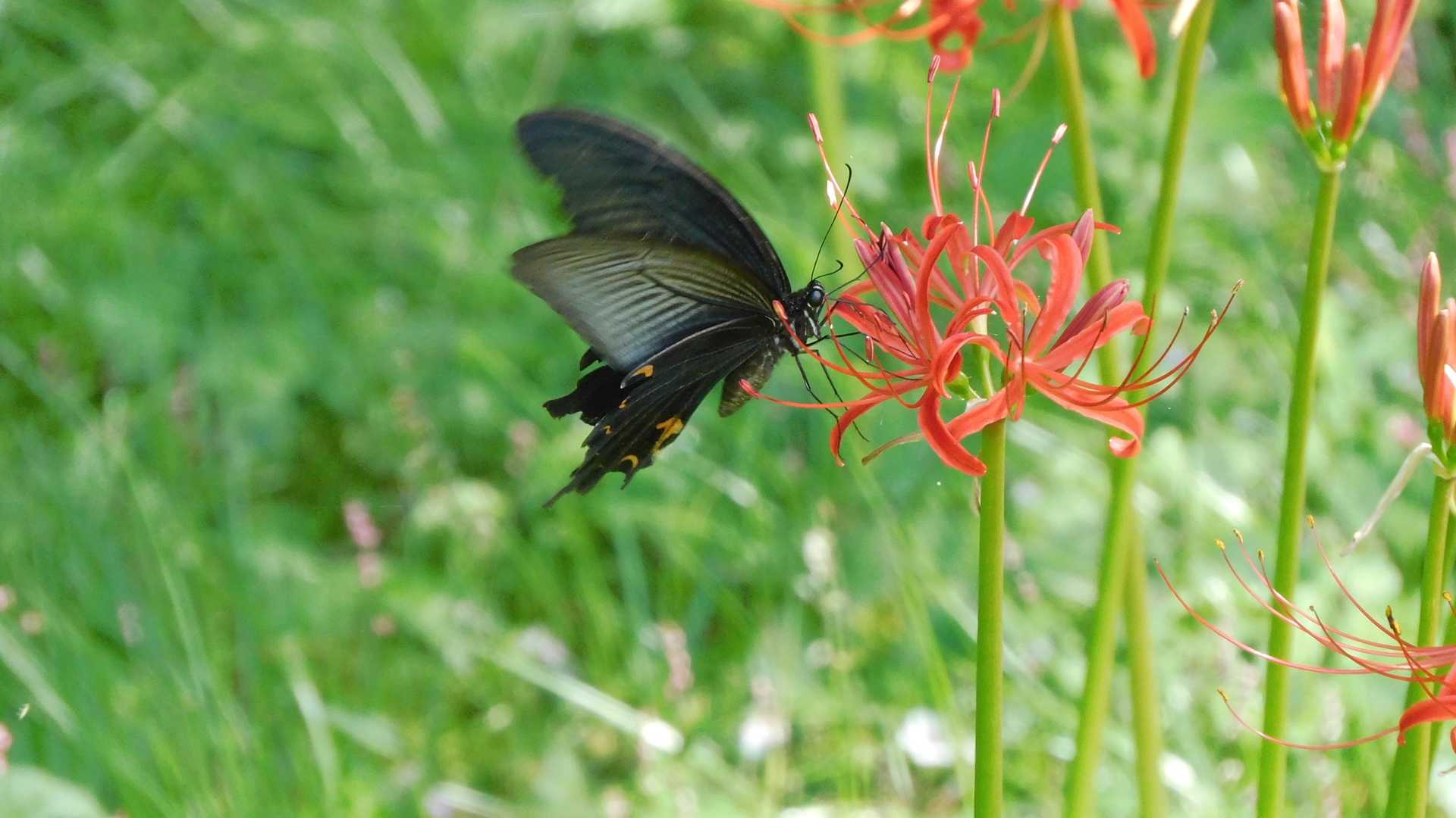 クロアゲハ🦋とヒガンバナ