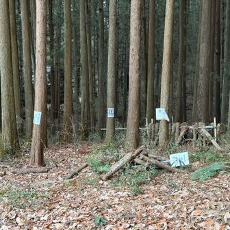 栽培中みたいです