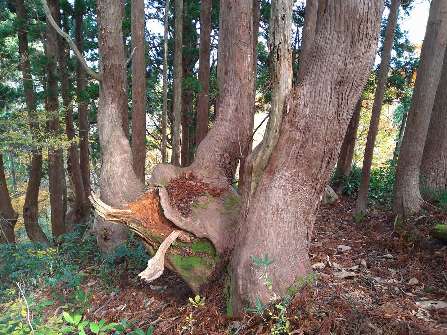笠菅山の写真