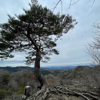 山頂に松と祠✨
そんなに広くないけど休憩できるスペースはあります👍