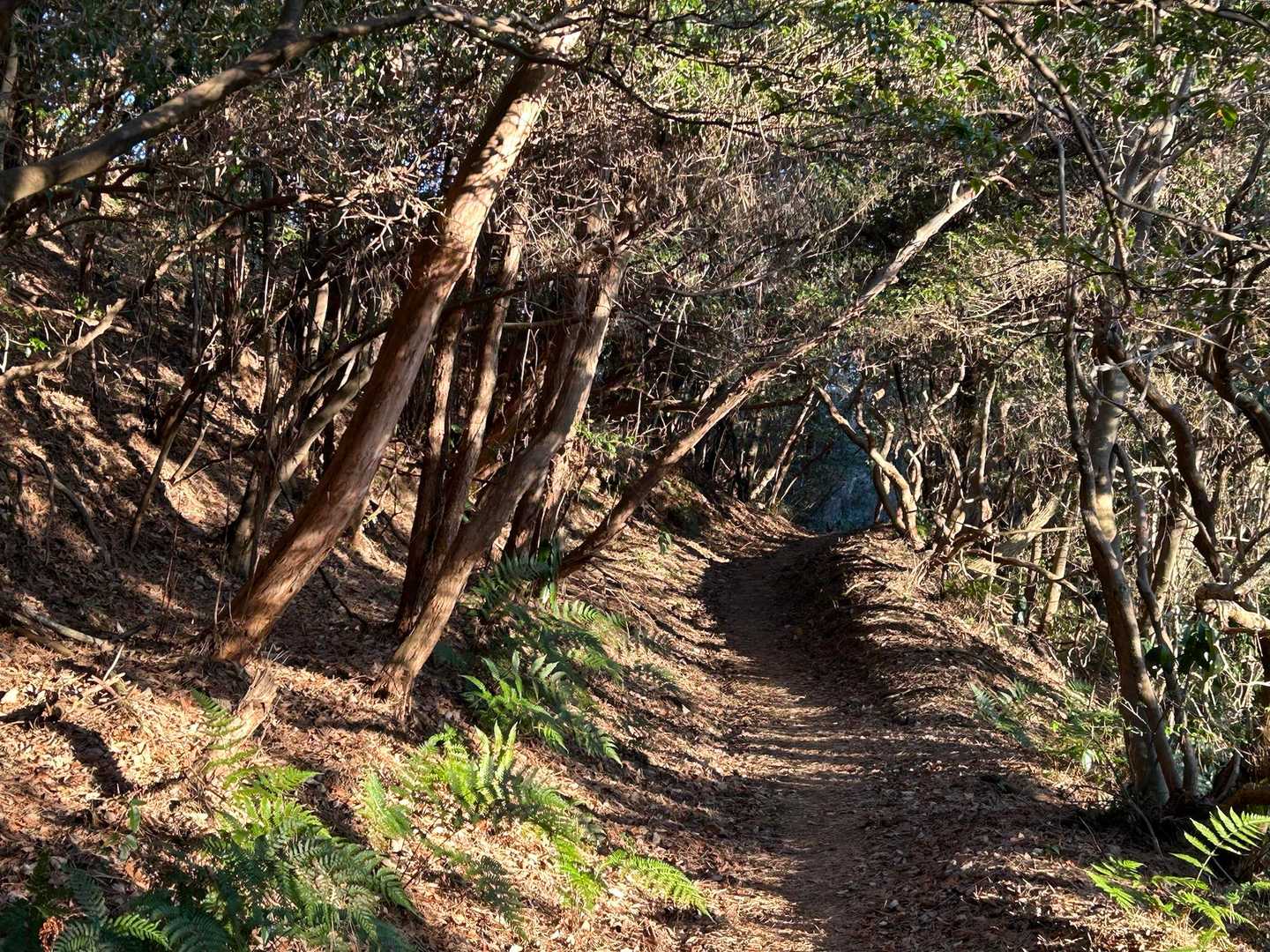 二週間前に歩いた神峰山への道よりアップダウンが少なく、とっても歩きやすい