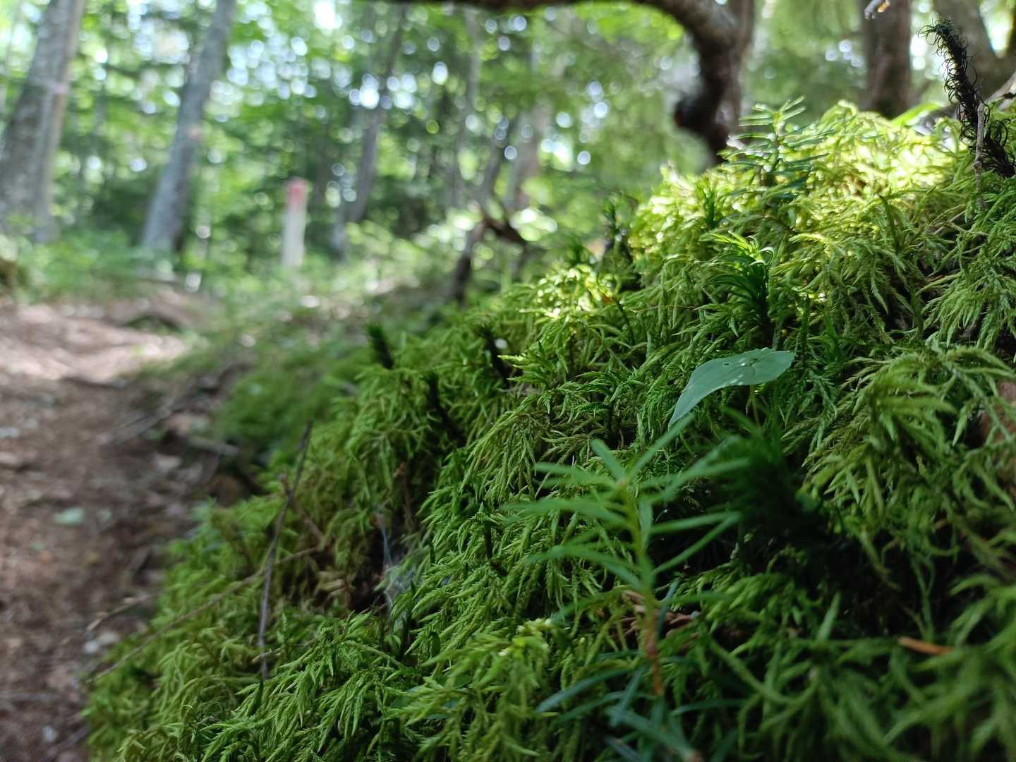 やはり雰囲気は大真名子山と似ている。