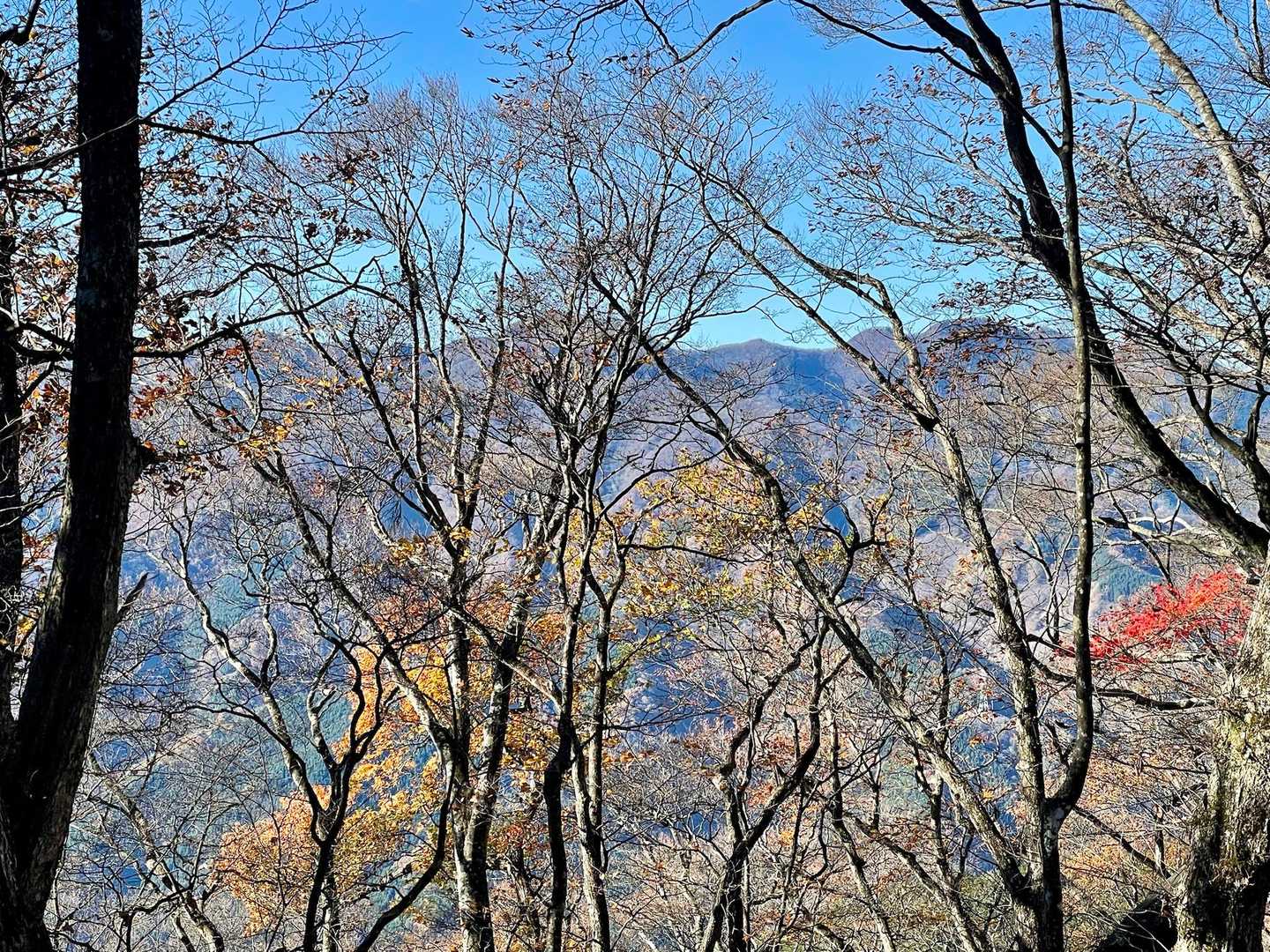 都県境の山たち。調べたら真ん中が大平山で、右側のちょうど木の枝がないところに見えるのが雲取山でした。その右は酉谷山。